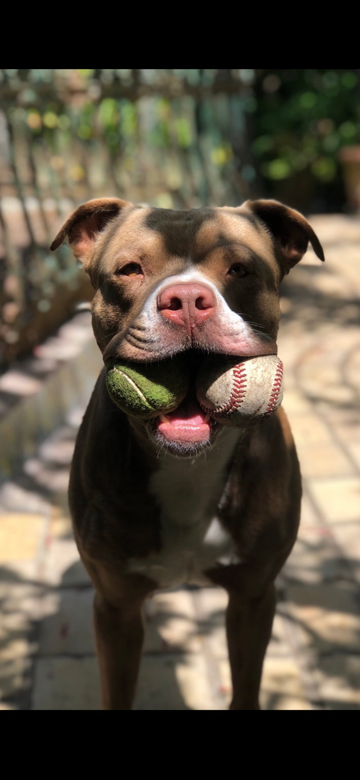 Zeke, the dog who inspired the painting Beware of Dog